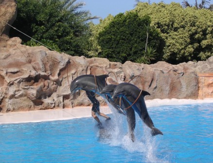 Delfini (dolphin)